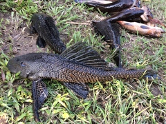 Pterygoplichthys pardalis