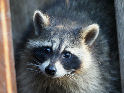 Common Raccoon photographed in Colorado