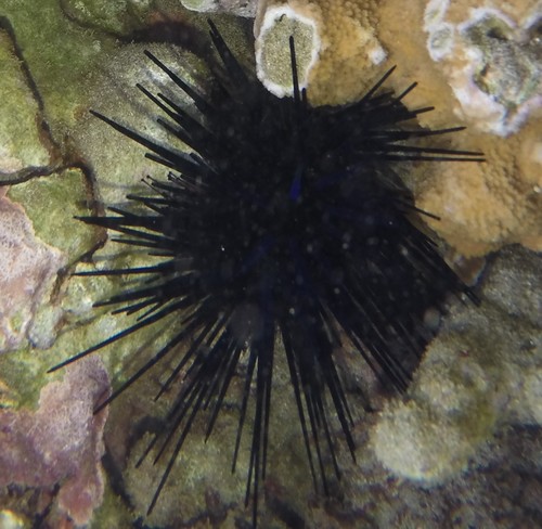 Echinothrix diadema