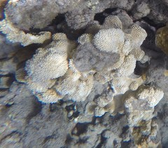 Montipora capitata
