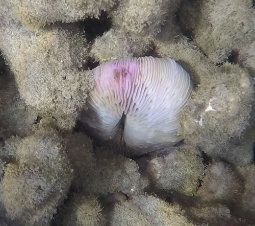 Fungiidae