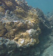 Montipora patula