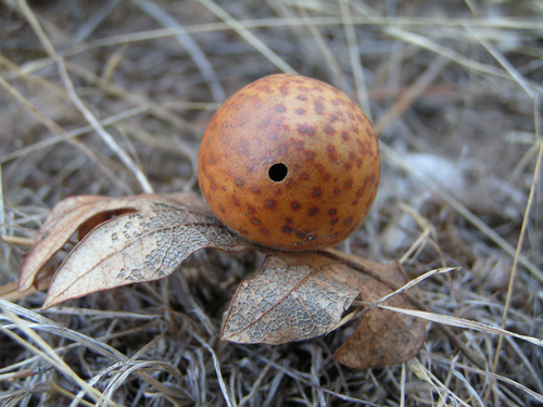 Speckled Gall Wasp