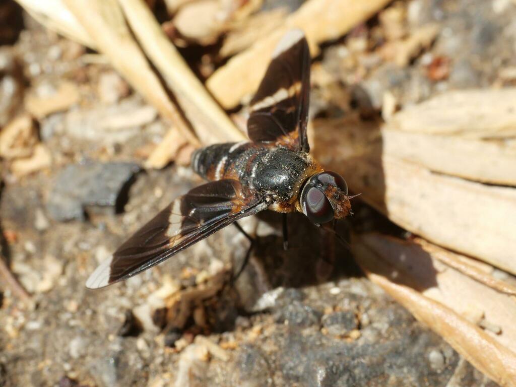 Exoprosopa pectoralis