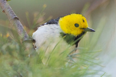 Hermit Warbler photo 2