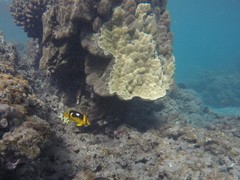 Chaetodon quadrimaculatus