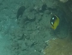 Chaetodon quadrimaculatus