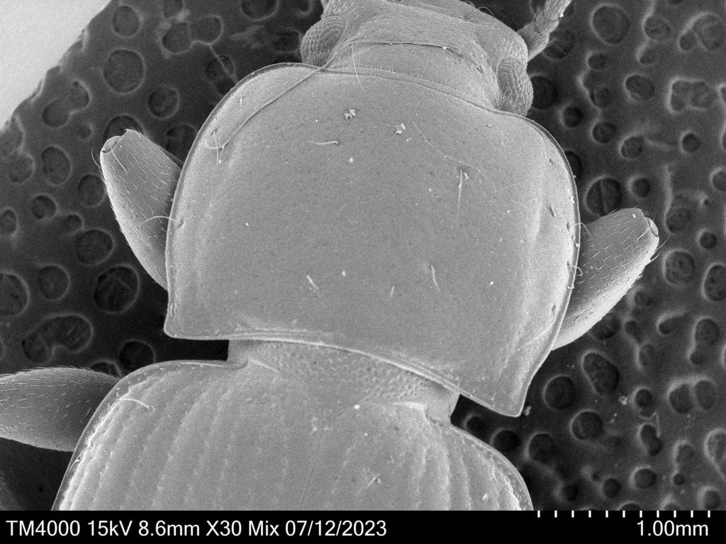 Darkling Beetles from Balook VIC 3971, Australia on May 13, 2023 at 10: ...