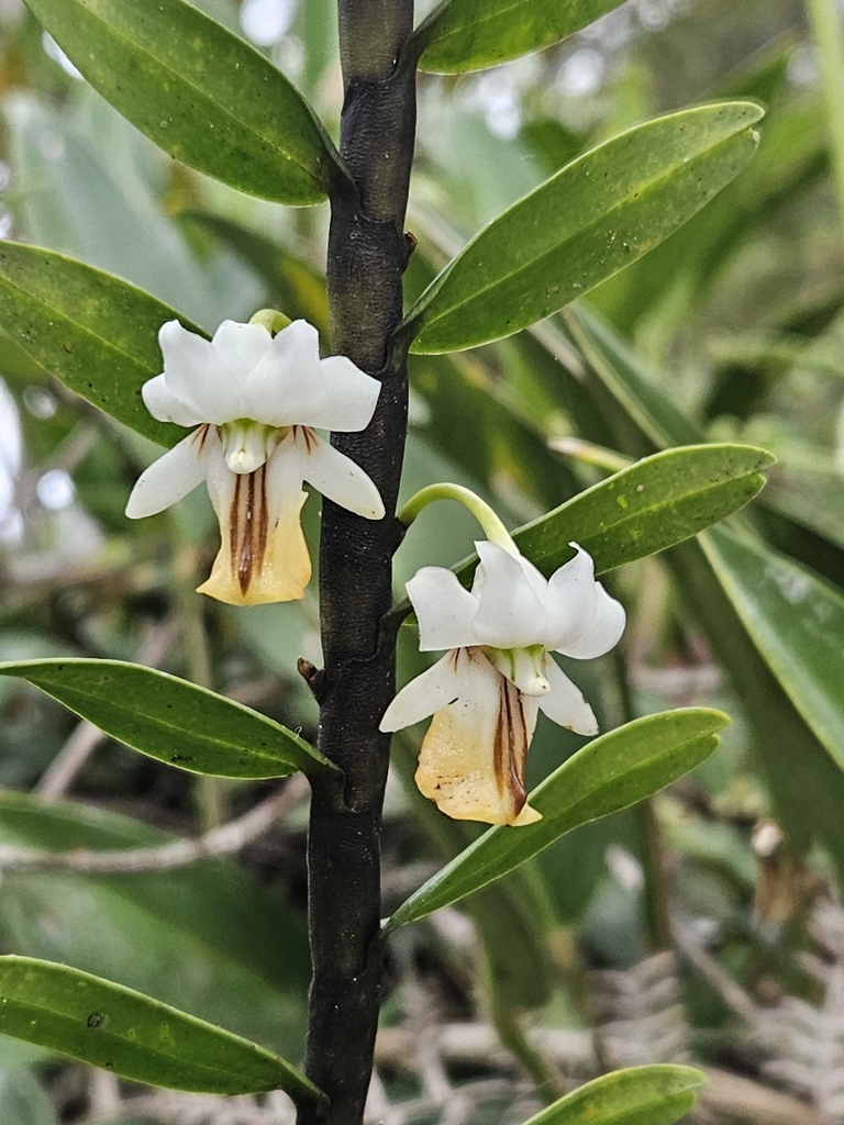 Dendrobium uniflorum