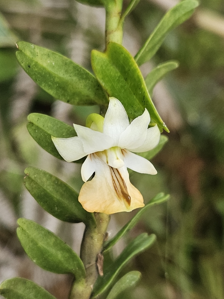 Dendrobium uniflorum Griff. 4