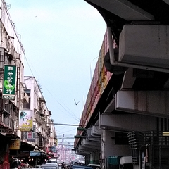 Columba livia domestica