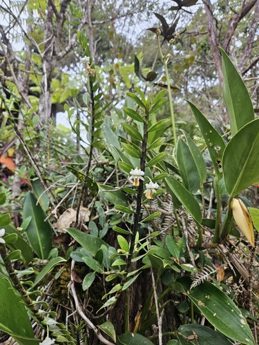 Dendrobium uniflorum, photograph 3