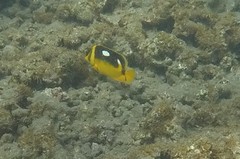 Chaetodon quadrimaculatus