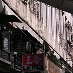 Columba livia domestica