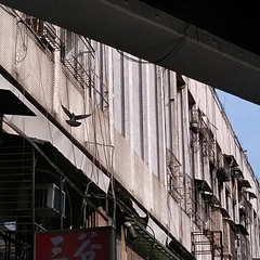 Columba livia domestica