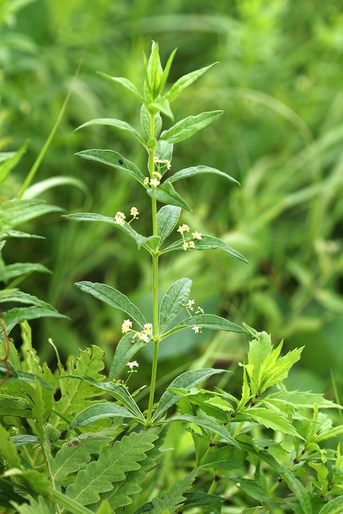 Rubia jesoensis
