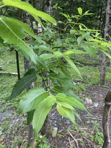 Salix cardiophylla iNat (1)
