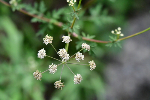Peucedanum formosanum