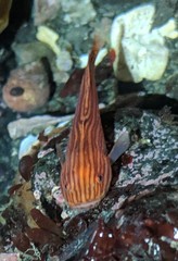 Liparis mucosus