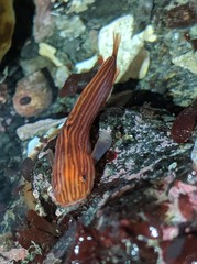 Liparis mucosus