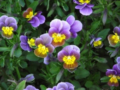 Viola × wittrockiana