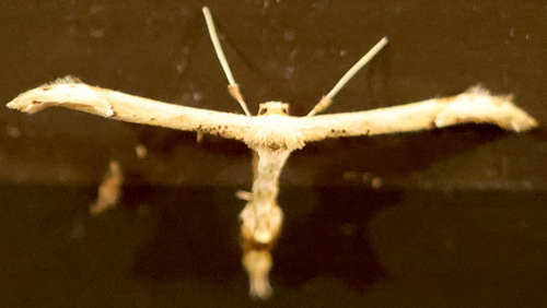 Joe-Pye Weed Plume Moth photo 5
