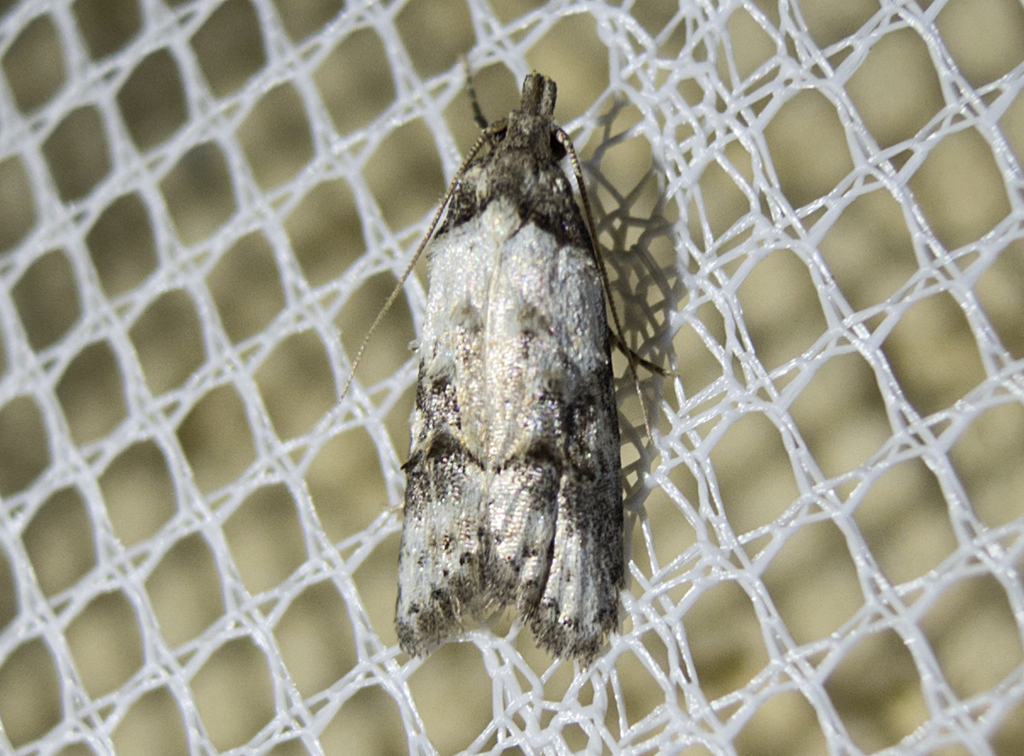 Carposina scirrhosella