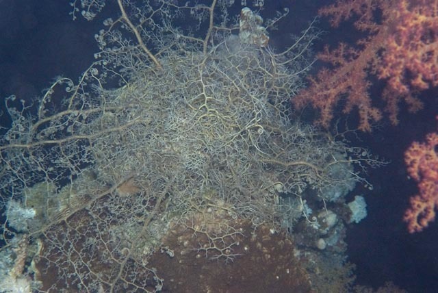 Naked Basket Star