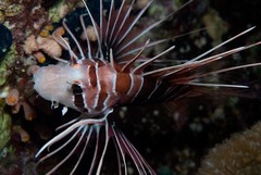 Pterois cincta