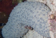 Holothuria turriscelsa