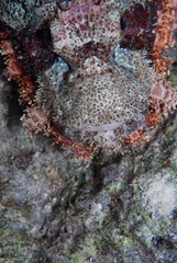 Scorpaenopsis oxycephalus