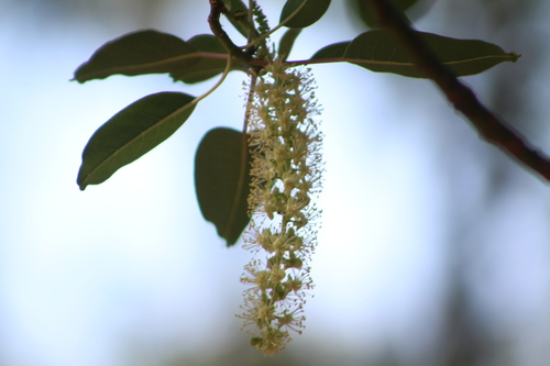 Phytolacca dioica