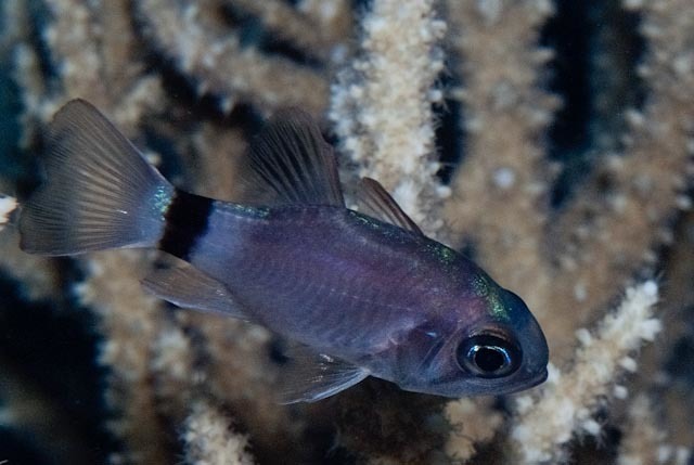 Ringtailed cardinalfish (Nectamia annularis) — Apogonidae