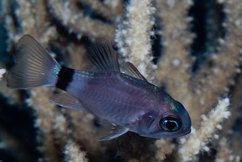 Nectamia annularis