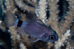 Ringtail Cardinalfish photo 2