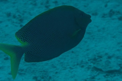 Siganus stellatus