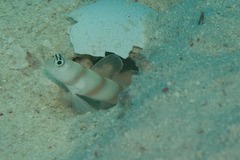 Amblyeleotris steinitzi