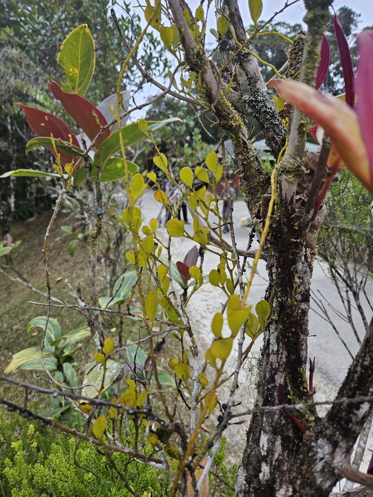 Dufrenoya oresitropha (Dufrenoya oresitropha)