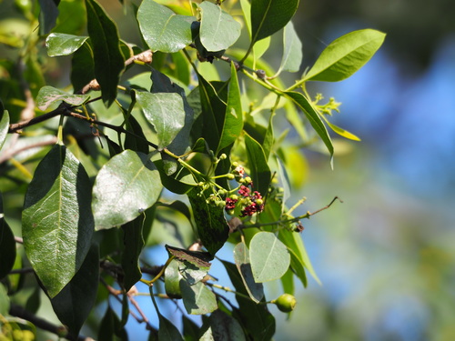 Santalum album
