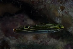 Koumansetta hoesei