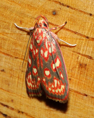 Himmacia