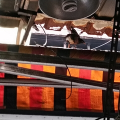 Acridotheres tristis