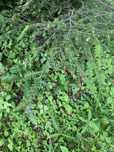 Northern Japanese hemlock (Tsuga diversifolia)
