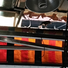 Acridotheres tristis