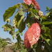 Theobroma cacao - Photo ללא זכויות יוצרים, הועלה על ידי 葉子