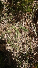 Chaerophyllum eriopodum