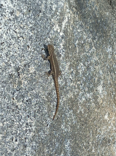 Cursorial Spiny Lizard, Sceloporus megalepidurus