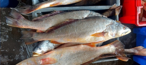 Queen corvina (Cynoscion albus) — Sciaenidae — 3