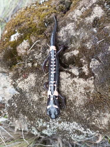 Cofre de Perote Salamander, Isthmura naucampatepetl