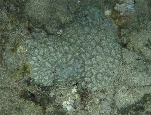 Zoanthus kuroshio